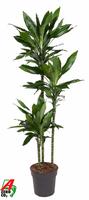 Dracaena Janet Lind 90-60-30