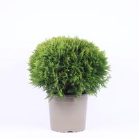 Thuja occidentalis Danica