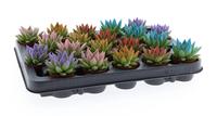 Echeveria Miranda Rainbow tips mix colors