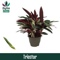 Calathea Triostar Stromanthe Rhythm of Nature