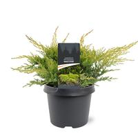 Juniperus pfit. Gold Star