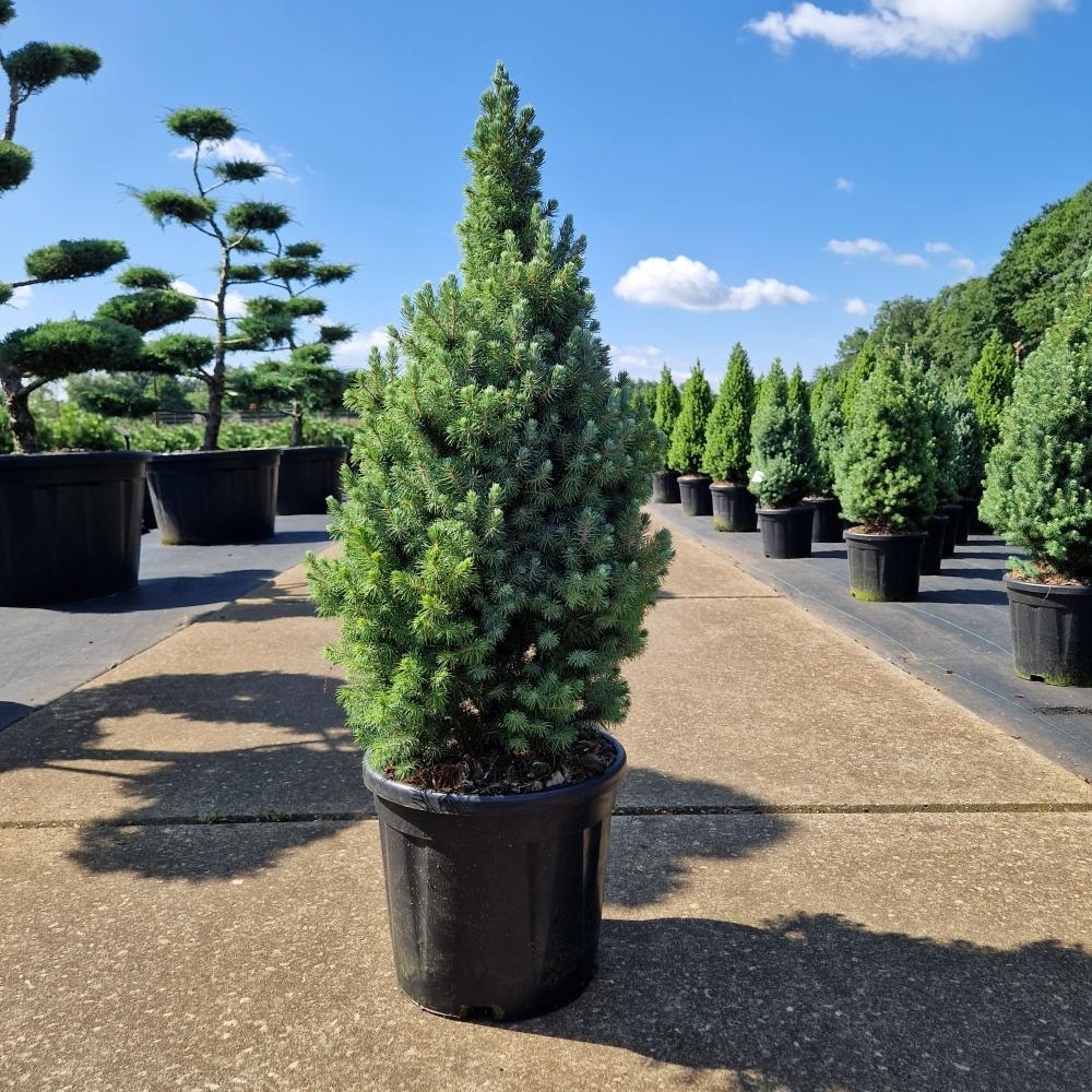 Picture of Picea glauca Sanders Blue C11 35/40