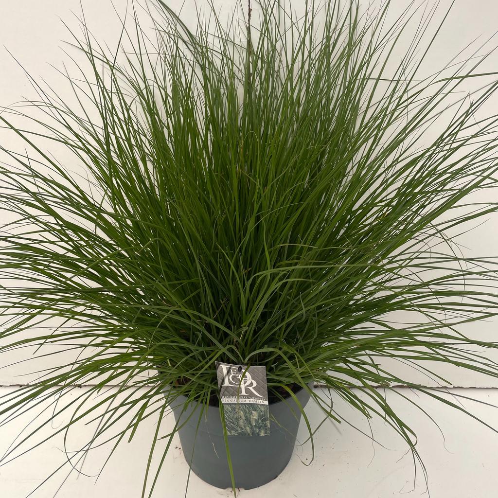 Picture of Pennisetum Hameln P29 (10 Ltr)