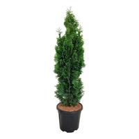 Thuja occ. Degroots Spire'