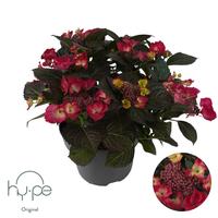 Hydrangea macr. Lacecap Red