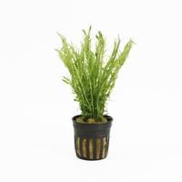 Mayaca fluviatilis