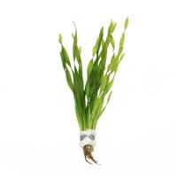 Vallisneria asiatica BUNDEL 5cm Tray 10 × 60 £ 1.79 (Tray) £ 1.77 Shelf £ 1.77 Trolley Tray £ 1.79 × 10 (0.3%)