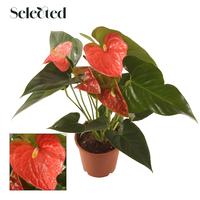 Anthurium Prince of Orange Selected