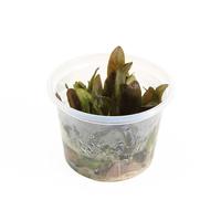 Echinodorus reni CUP - Tray 3 × 100 £ 3.22 (Tray) £ 3.18 Shelf £ 3.17 Trolley Tray £ 3.22 × 3 (0.2%)