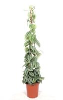 Scindapsus Trebie