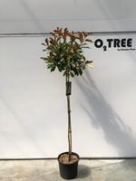 Photinia fras. Red Robin