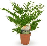Pteris straminea (INDOOR)