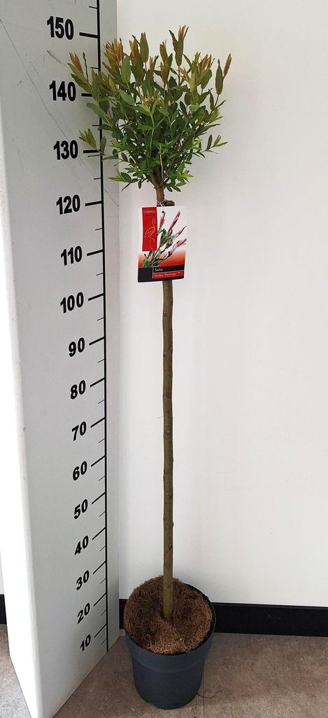 Picture of Salix Flamingo P23 (5 Ltr) PINK POT 100CM-STD