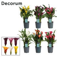 Zantedeschia Mix