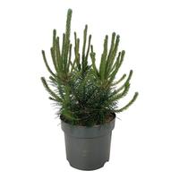 Pinus mugo uncinata