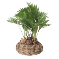 Livistona rotundifolia in basket