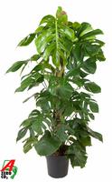 Monstera deliciosa Moss Stick