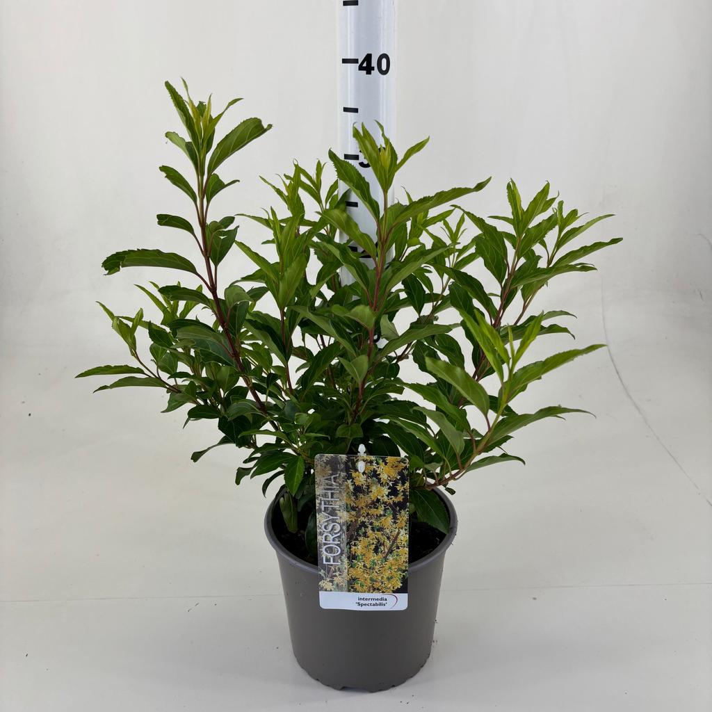 Picture of Forsythia intermedia Spectabilis P19 (3 Ltr)