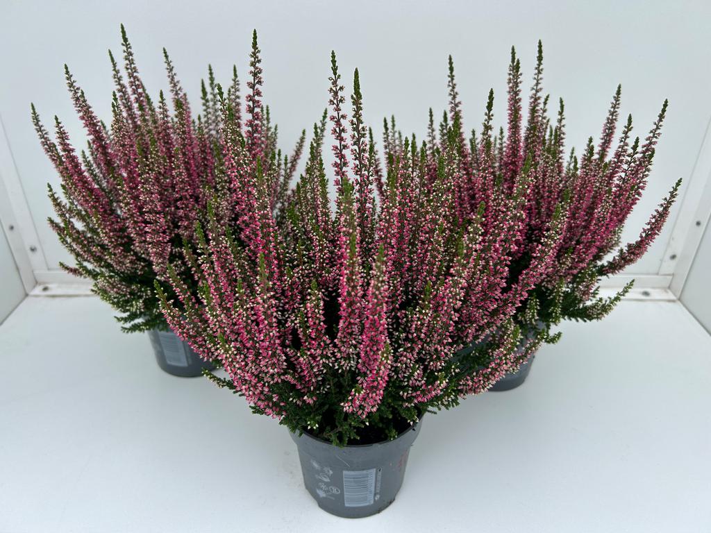 Picture of Calluna Beauty Ladies RED P10.5 25CM