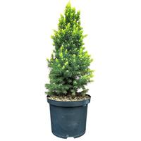 Picea g. Rainbows End