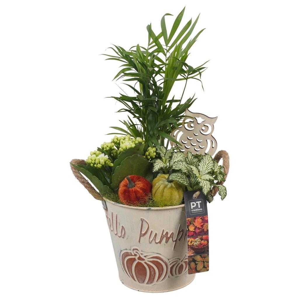 Picture of PTHI5344 Arrangement Autumn Indoor in metal box P16 41CM
