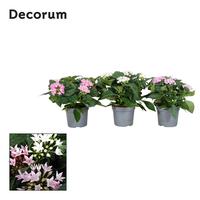 Pentas lanceolata Starcluster in varieties (Decorum)