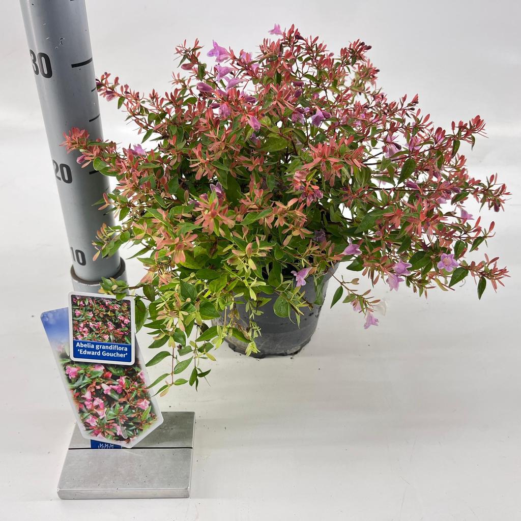 Billede af Abelia Edward Goucher P17 (2 Ltr)