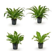 Asplenium in varieties (INDOOR)