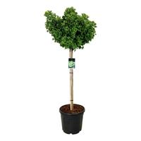 Ginkgo bil. Mariken