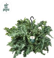 Phlebodium Davana hanging basket - Air So Pure (INDOOR)