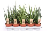 Sansevieria Luxe varieties