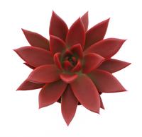 Echeveria Miranda Rainbow red