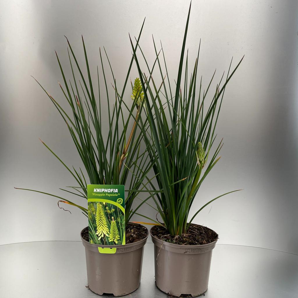 Picture of Kniphofia Pinapple Popsicle P17 (2 Ltr)