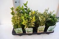 Euonymus in varieties