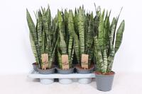 Sansevieria zeylanica XL