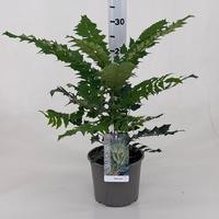 Mahonia med. Winter Sun