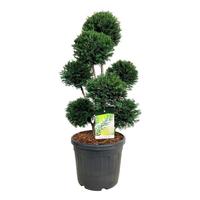 Taxus b. Höpkens Gigant'
