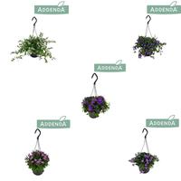Campanula Addenda in varieties 3-5 colours
