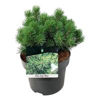 Pinus mugo Mops