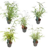Fargesia One Boo in varieties