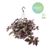 Tradescantia Zebrina Violet hanging basket
