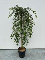 Malus Fontana