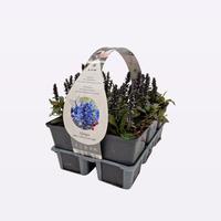Ajuga reptans Chocolate Chips