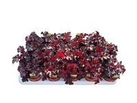 Heuchera amer. Melting Fire