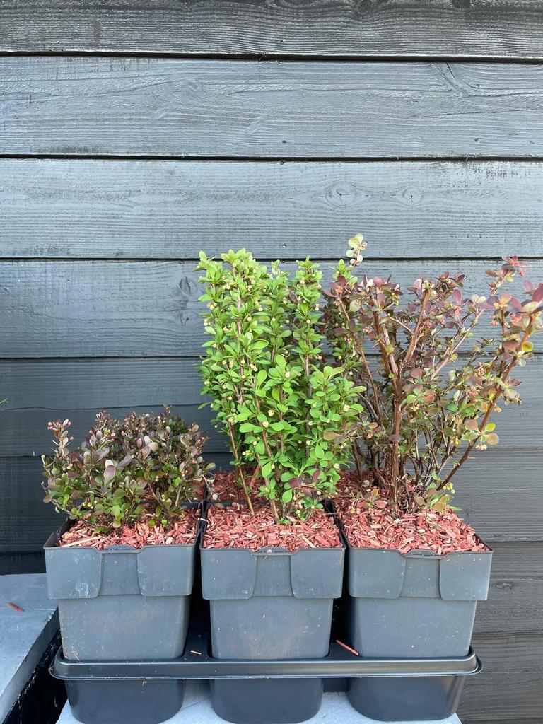 Billede af Berberis thu. in varieties P17 (2 Ltr) Square