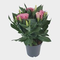 Lisianthus Bolero Pink