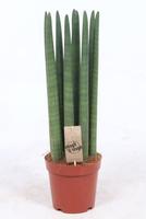 Sansevieria cylindrica Straight