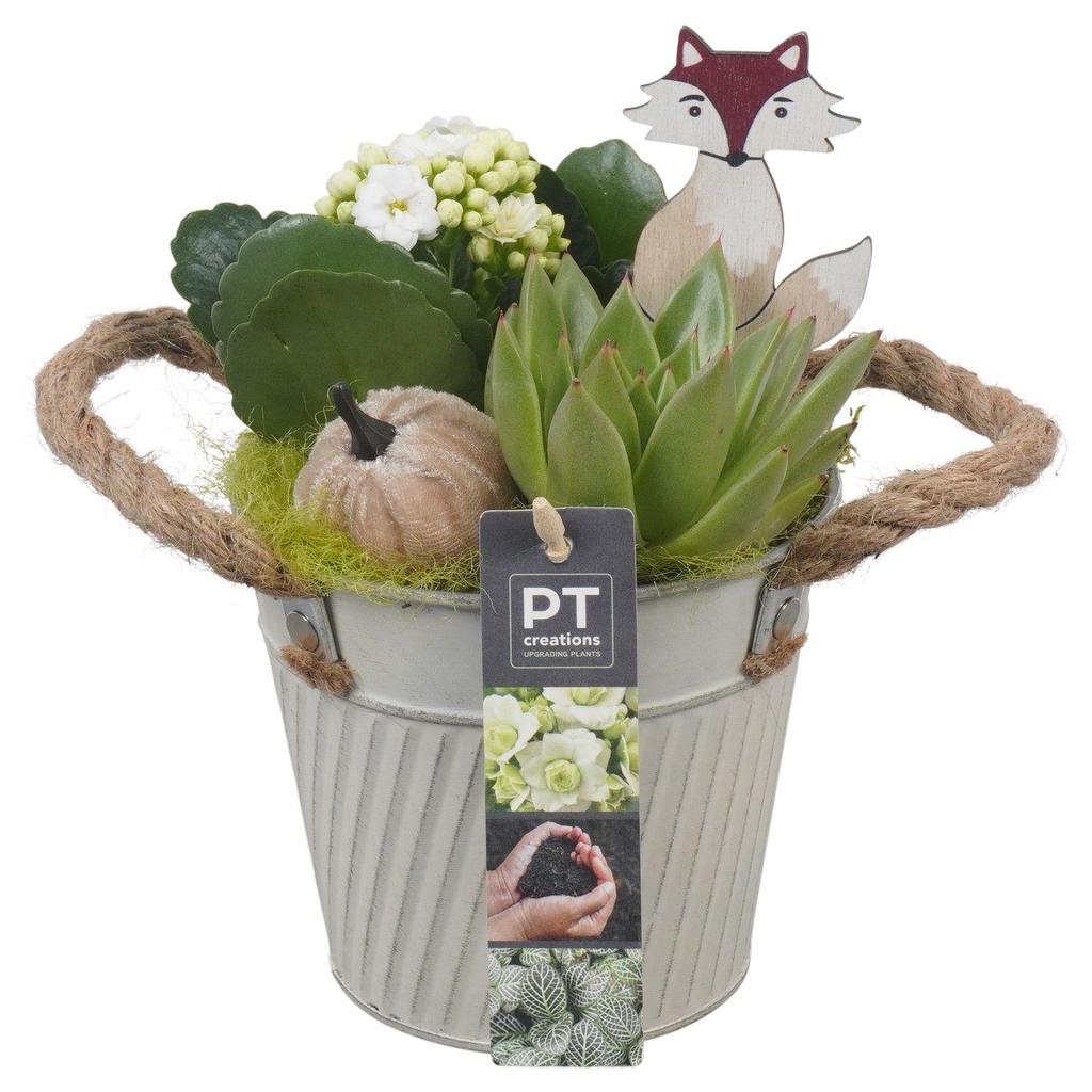 Picture of PTHI5346 Arrangement Autumn Indoor in metal box P13 22CM