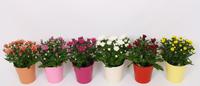Chrysant varieties in TST ceramic