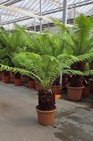 Dicksonia antarctica